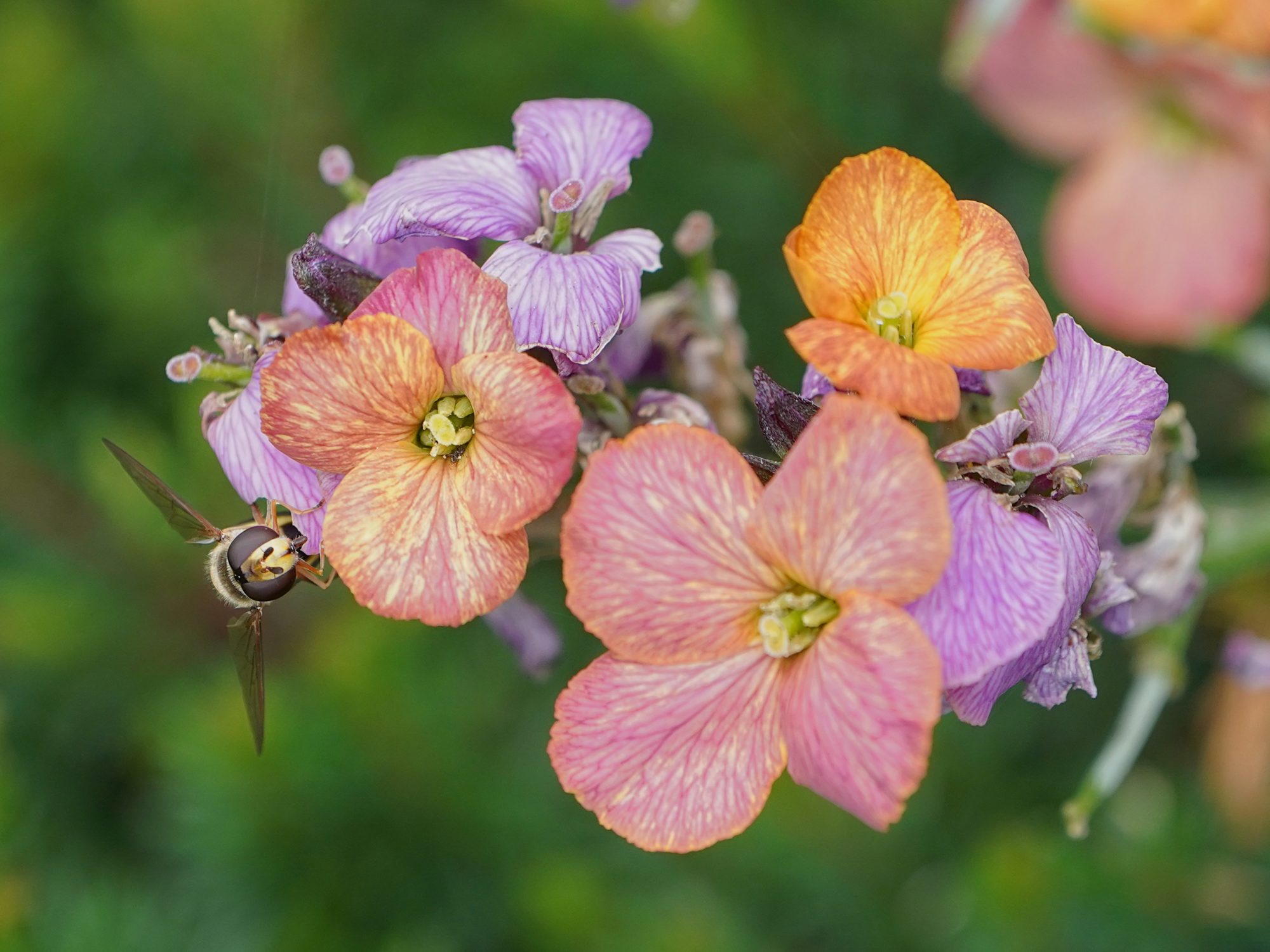 A hoverfly walking on some orange / pink / violet flowers