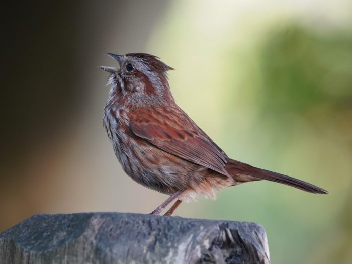 A Song Sparrow is on a post, partly in the shade, singing its lungs out