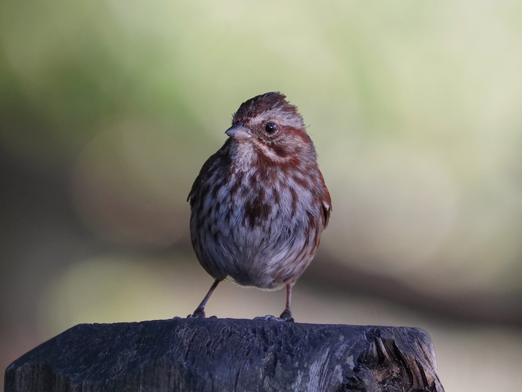 A Song Sparrow is standing on a wooden post, partly in the shade