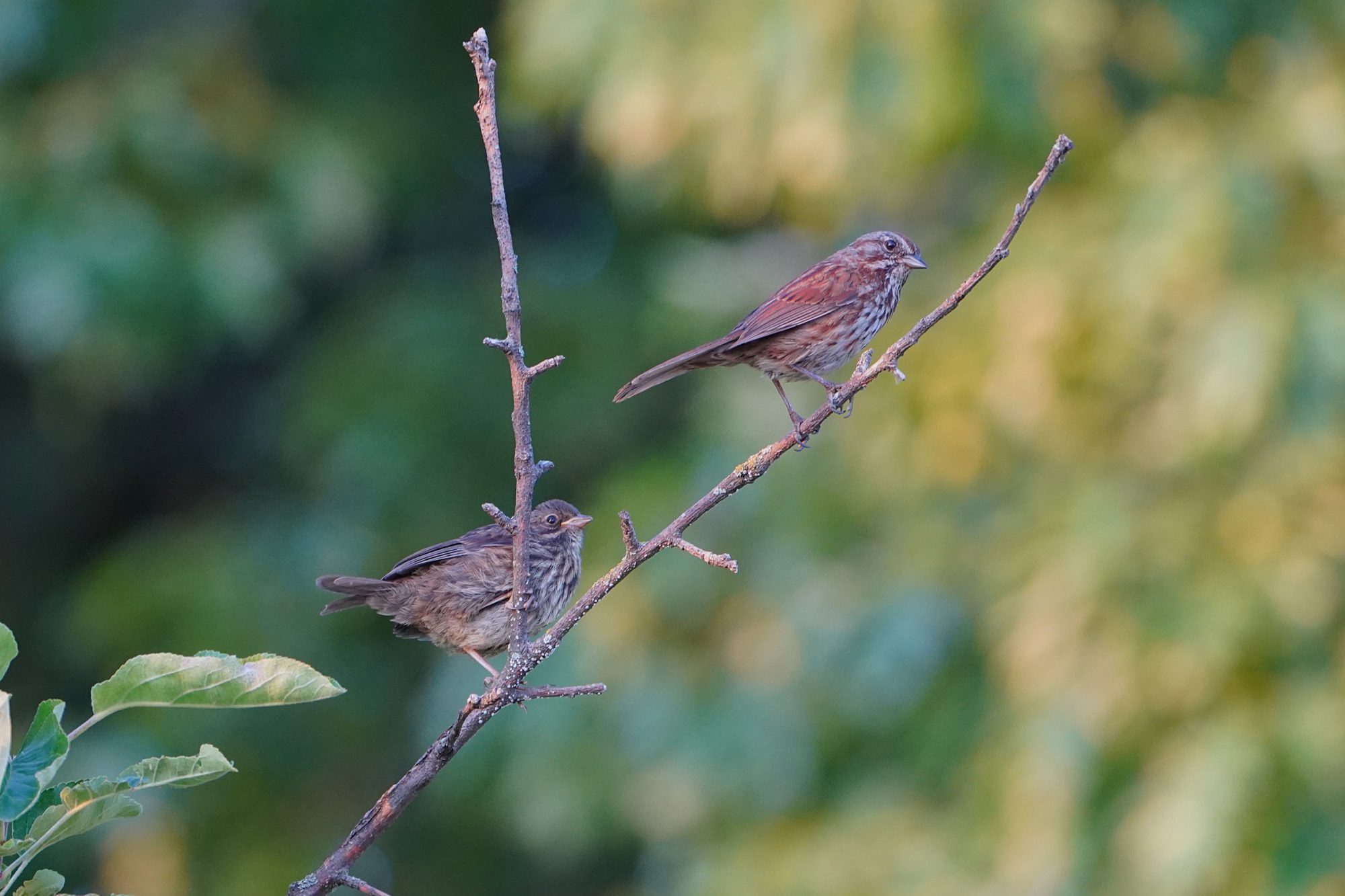 Two Song Sparrows on a little branch