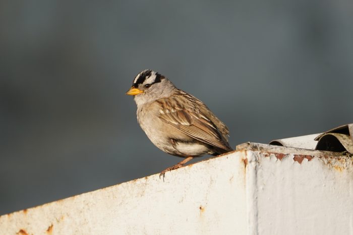 White-crowned Sparrow on the edge of a roof, in the late afternoon light with a dark grey background