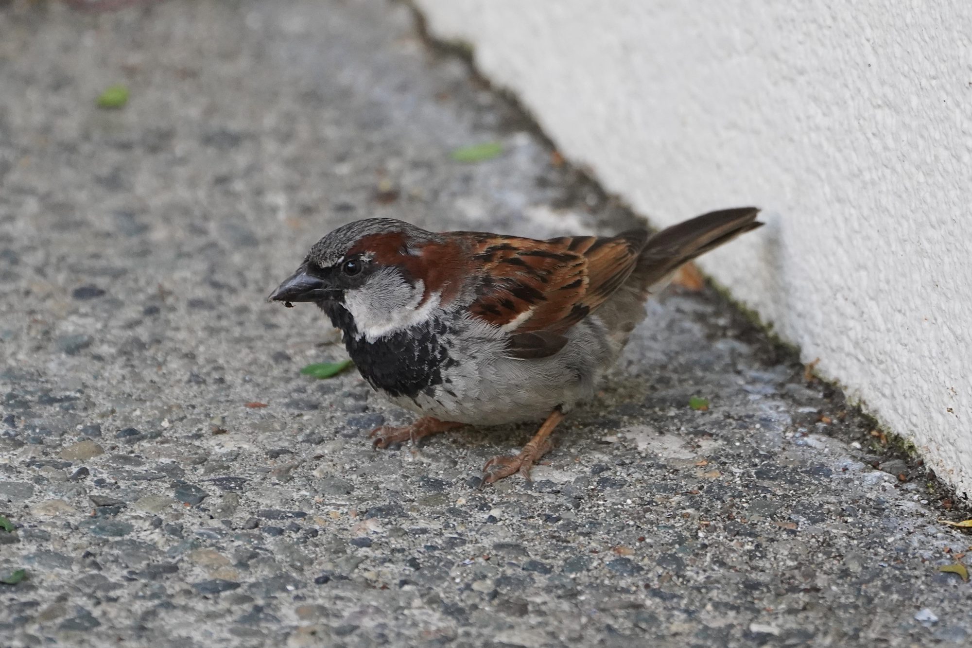 A male House Sparrow on pavement