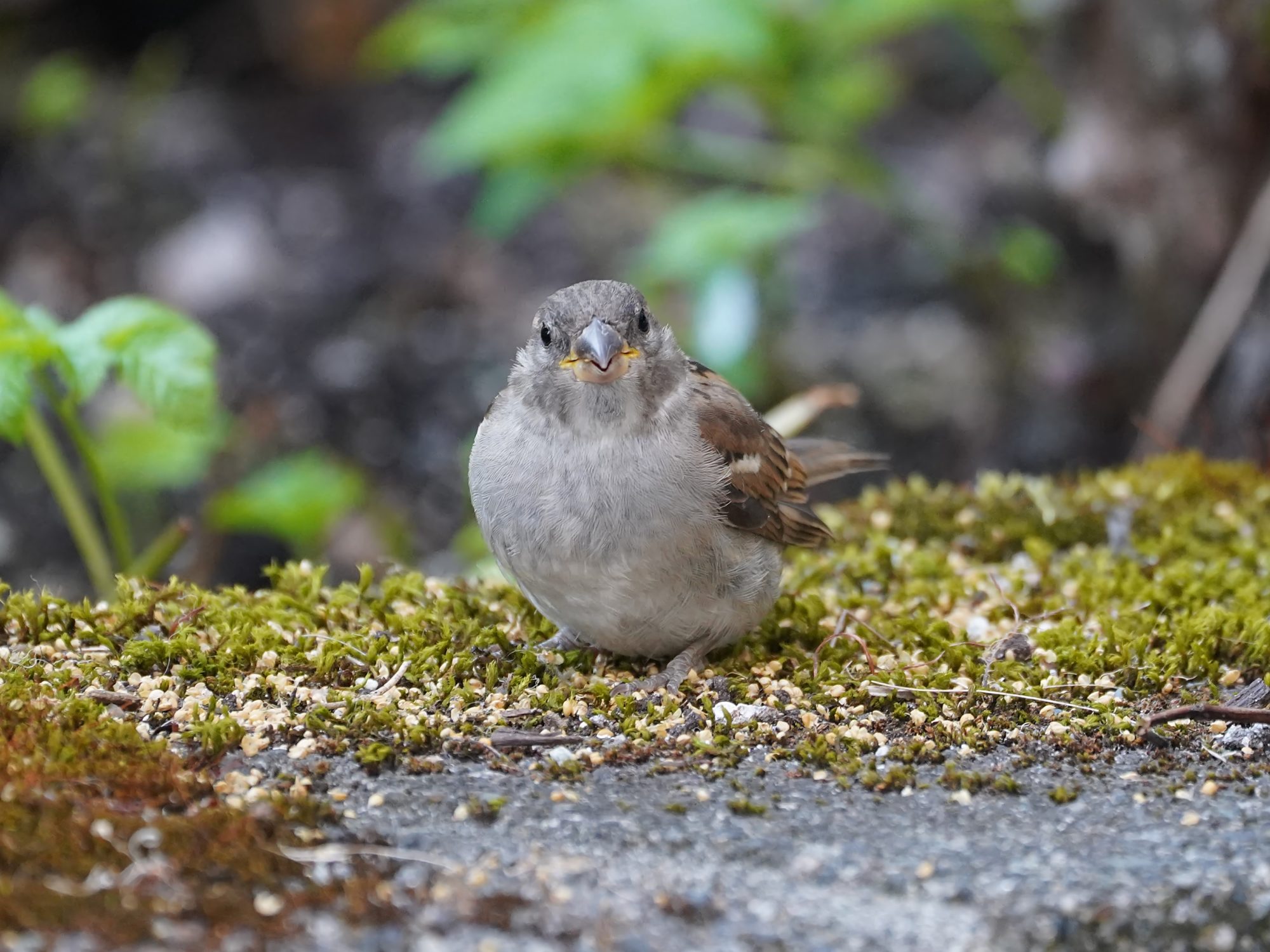 A female or immature House Sparrow on a little patch of moss, looking straight at me