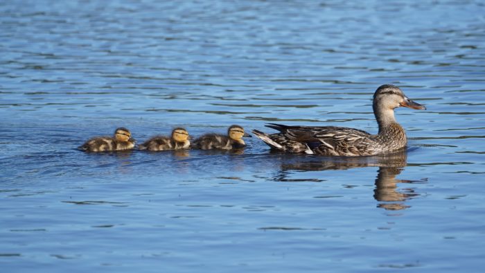 A female Mallard duck on the water, followed by three ducklings