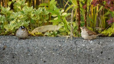 A House Sparrow and a White-crowned Sparrow sitting next to each other on a concrete railing, with bushes in the background