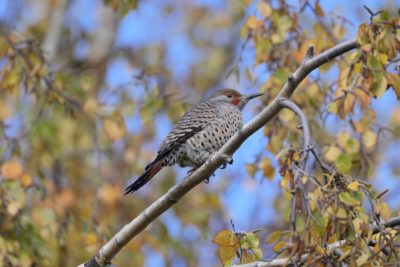 A male Northern Flicker up in a tree, surrounded by pale orange foliage