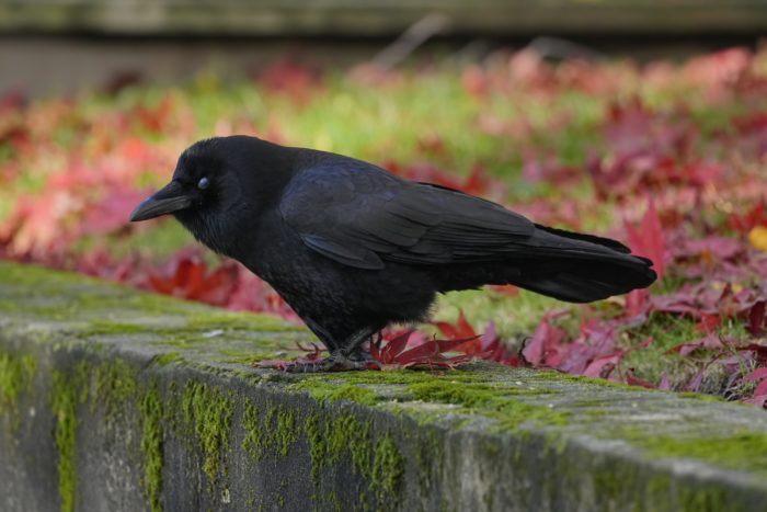 A crow standing on a moss-covered concrete railing, with red leaf-covered grass behind, blinking with its translucent eyelid
