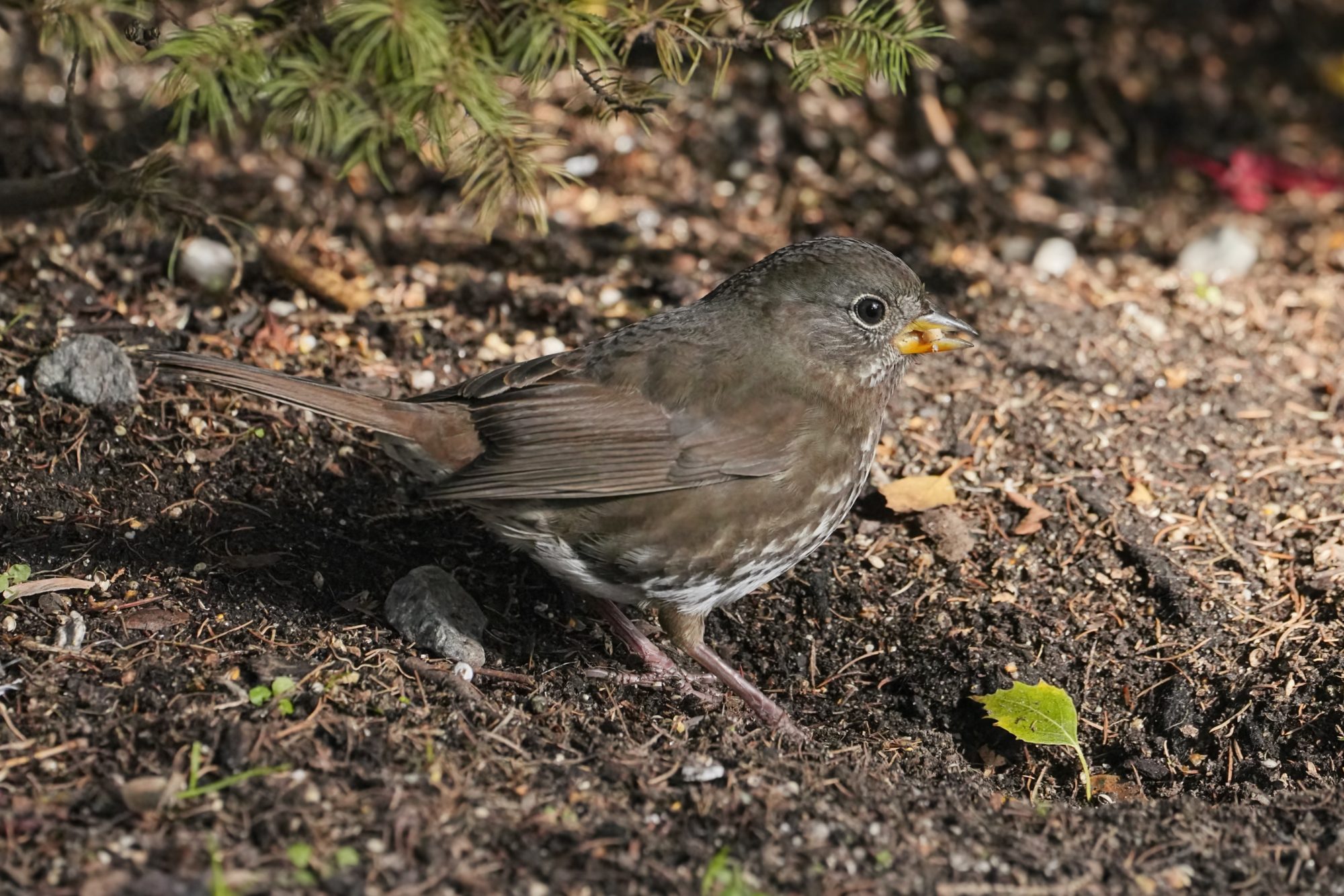 A Fox Sparrow with a little seed in its beak