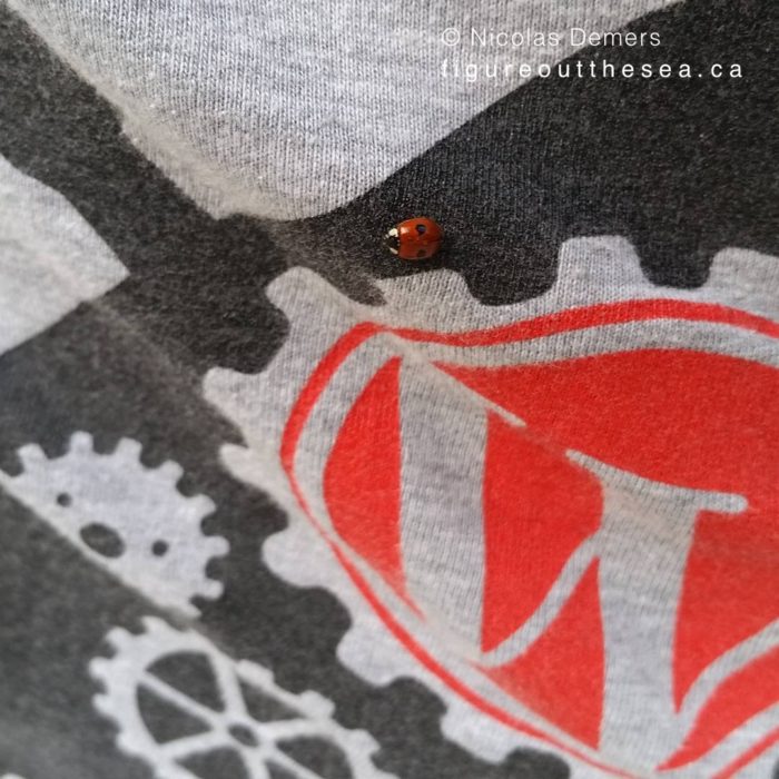A ladybug on a WordPress t-shirt