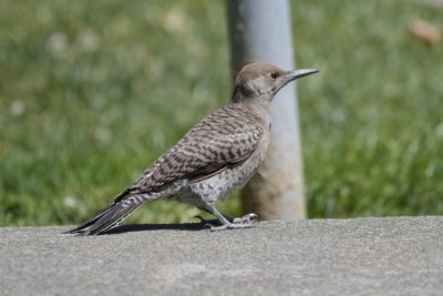 A female Northern Flicker is standing on a concrete bench, facing camera right