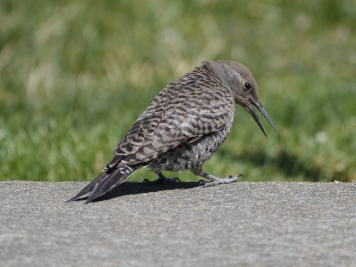 A female Northern Flicker is standing on a concrete bench with her back to me, looking down and beak open