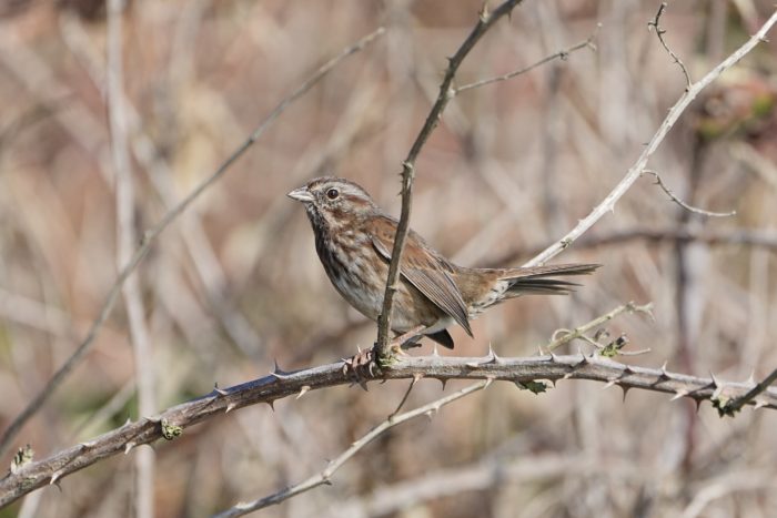 A Song Sparrow is sitting on a branch, blending in with the brown / grey background of twigs and branches