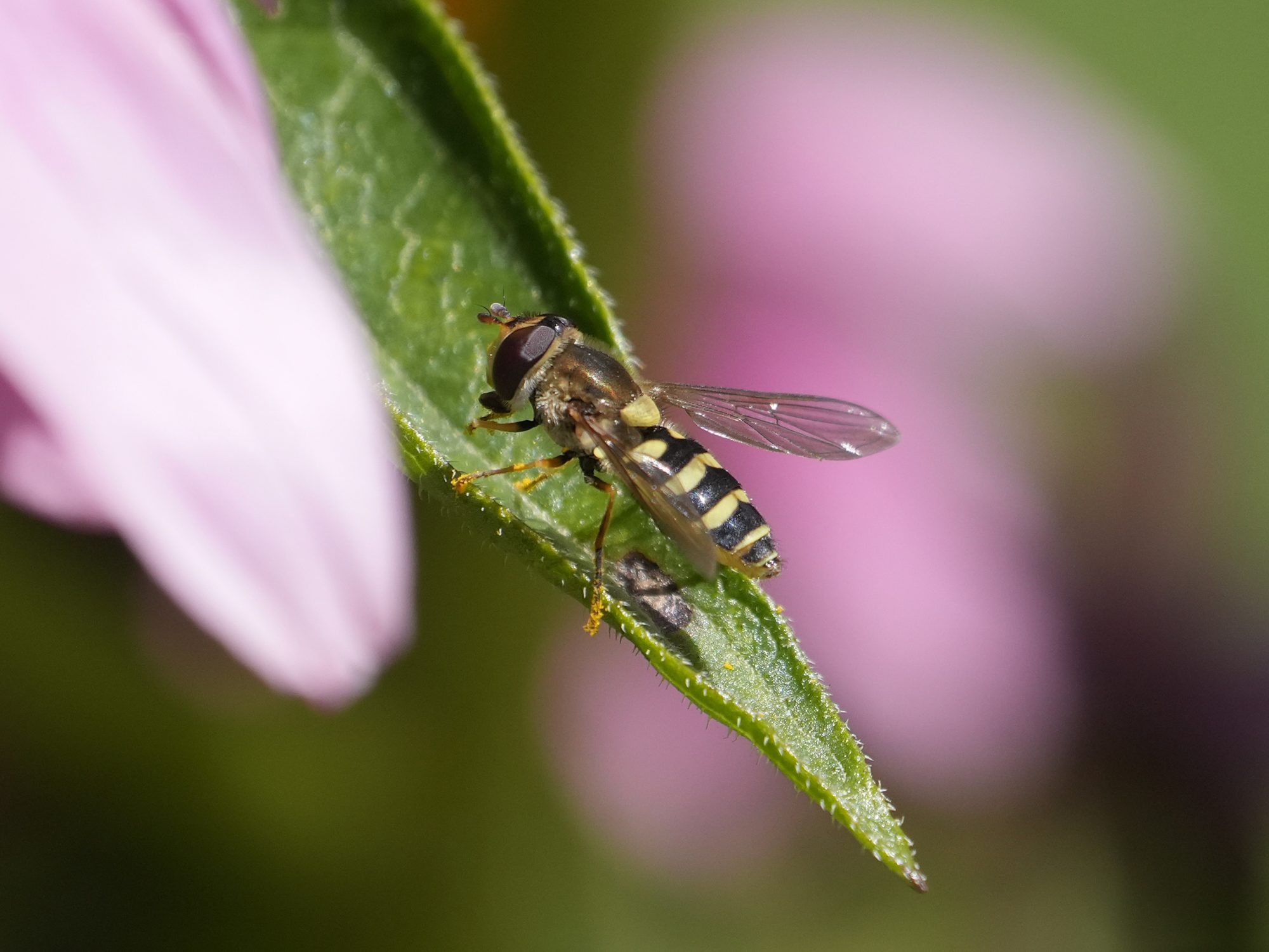 A slim yellow and black hoverfly is resting on a green leaf, with pink petals in the background
