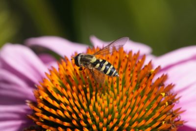 A slim yellow and black hoverfly on an orange and pink flower