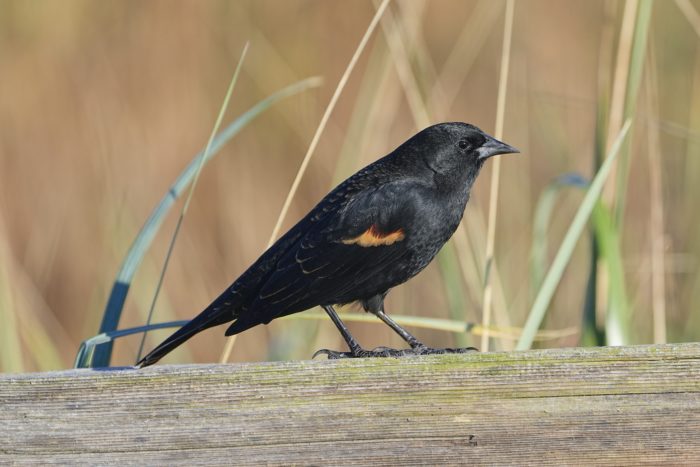 A male Red-winged Blackbird sitting on a wooden fence, with reeds and grasses in the background