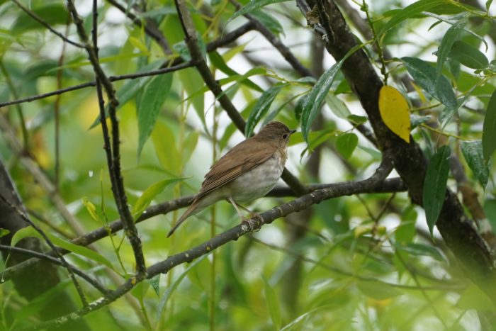 A Swainson's Thrush up in a tree, surrounded by greenery