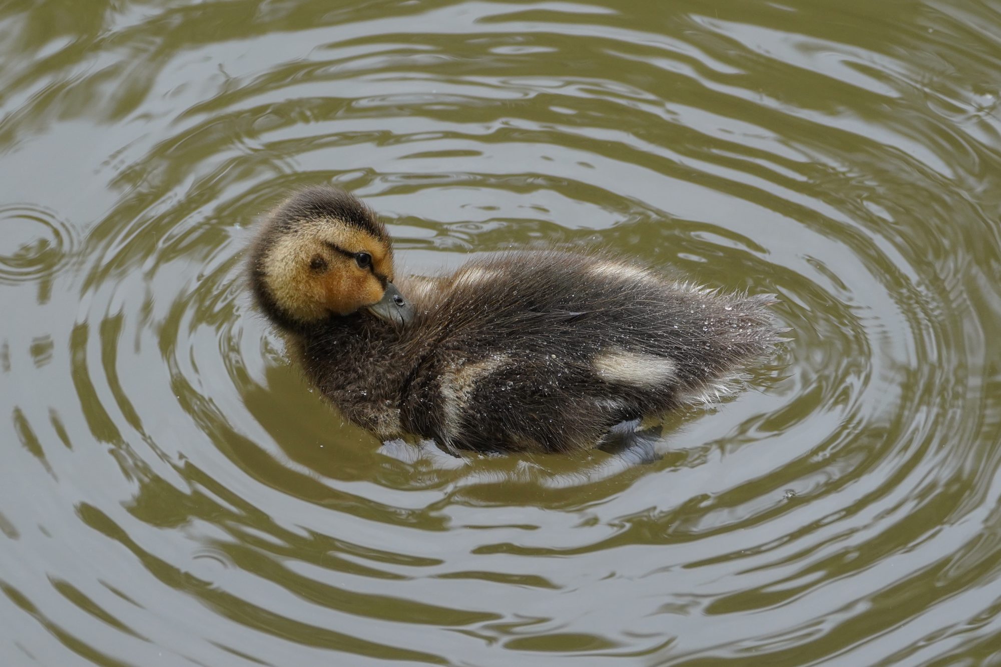 A Mallard Duckling floating on the water and preening