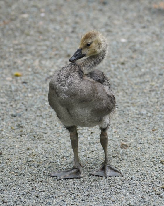 A half-grown Canada Gosling, with a small head but well-developed chest and legs