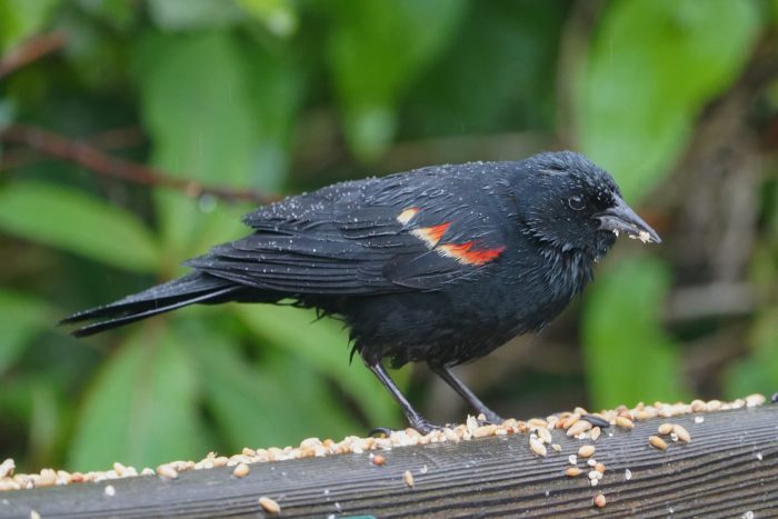 A very wet male Red-winged Blackbird on the back of a wooden bench, surrounded by seeds