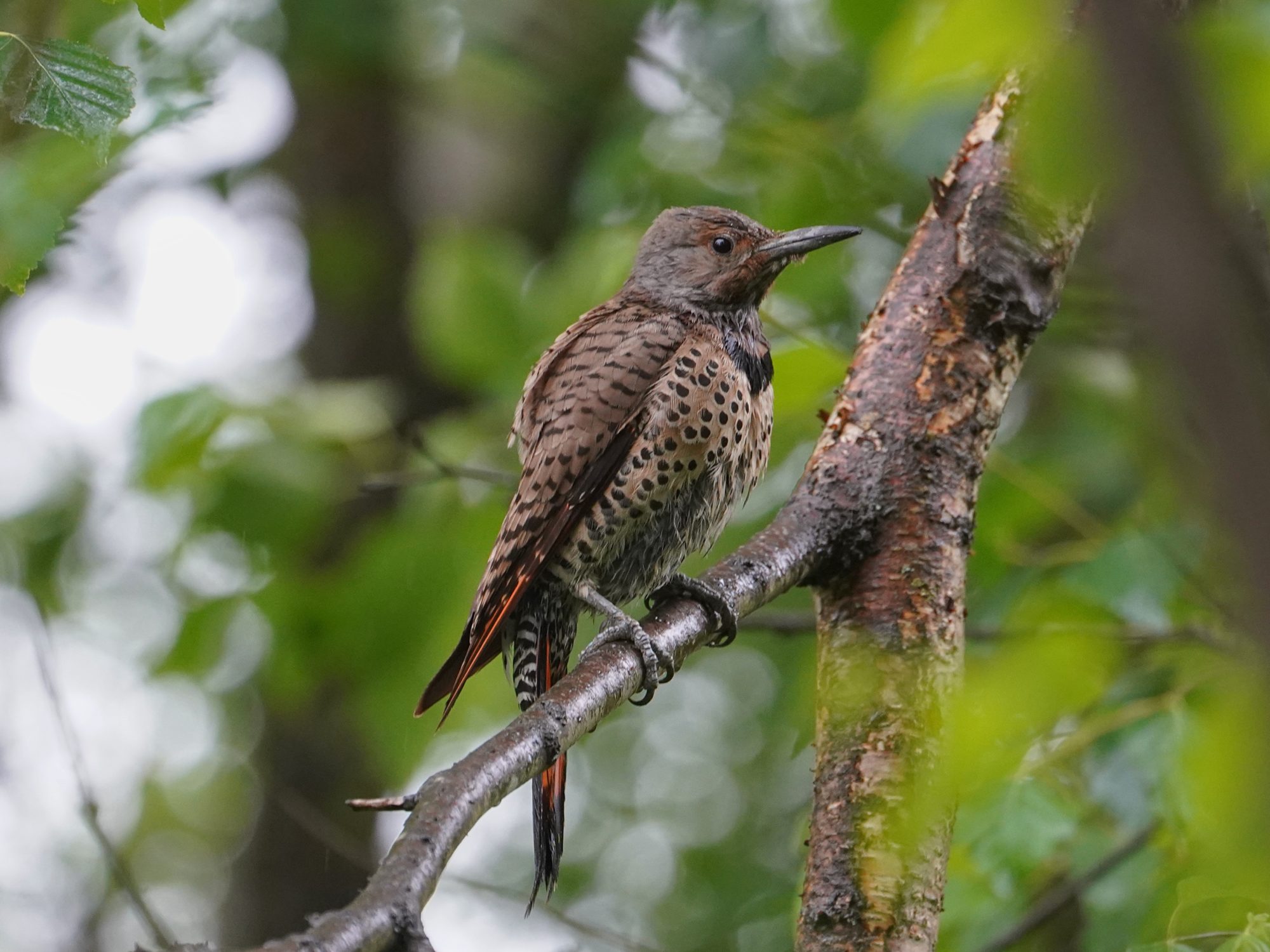 A wet Northern Flicker up on a branch