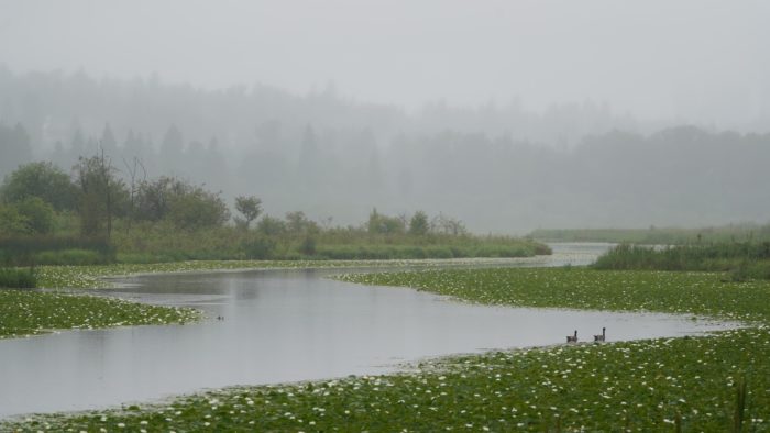 View of Burnaby Lake in the rain, from near the east end.