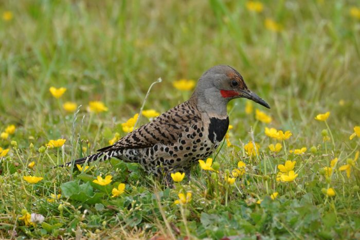 A Northern Flicker in the grass, surrounded by buttercups