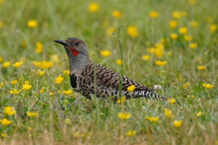 A Northern Flicker in the grass, surrounded by buttercups