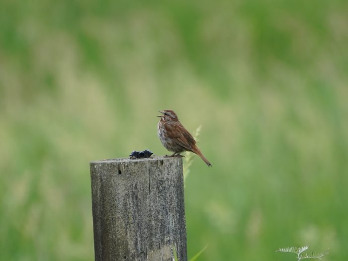 A Song Sparrow singing on a wooden post. Greenery in the background