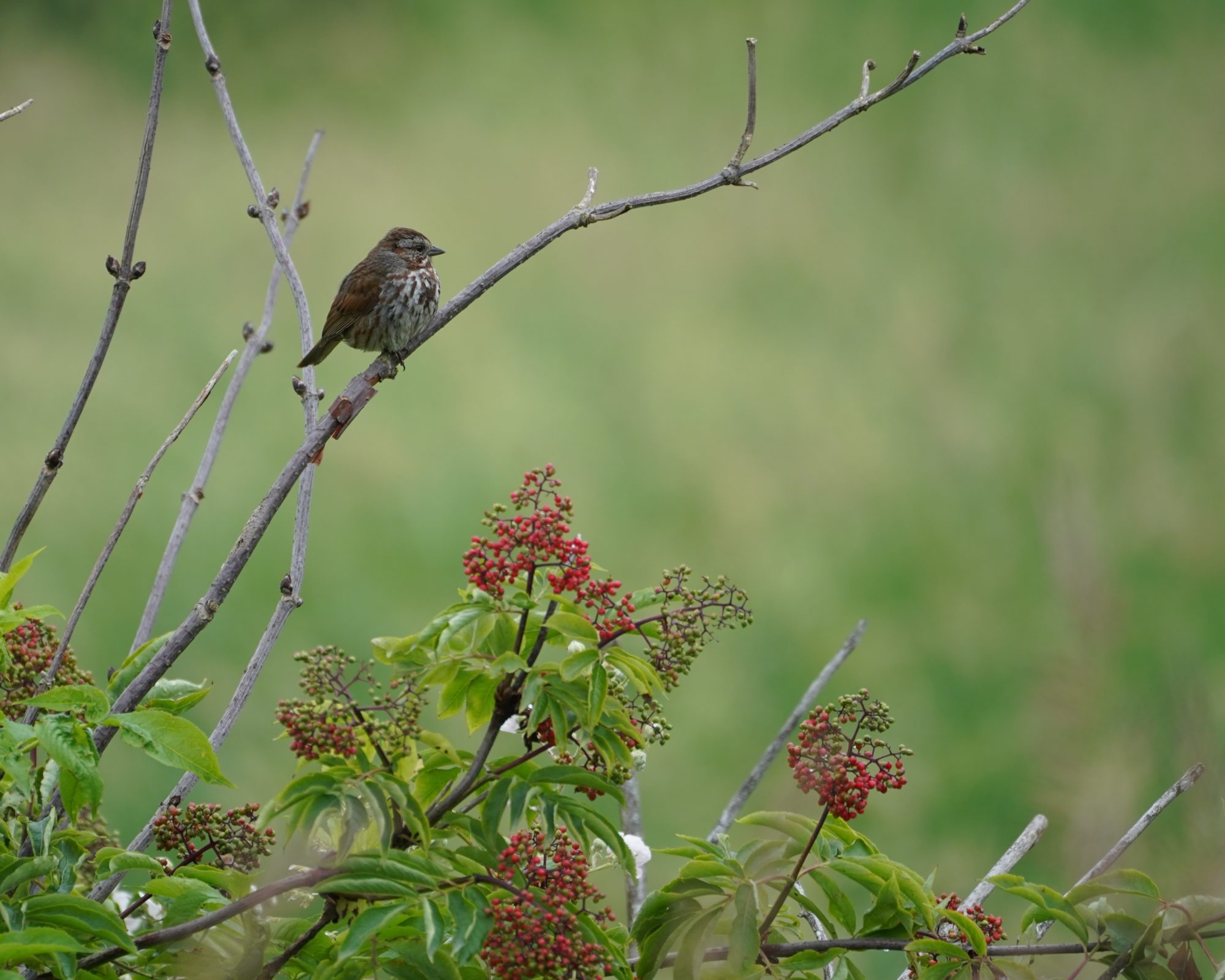 Song Sparrow sitting on the branch of a low tree, above a bush, looking out