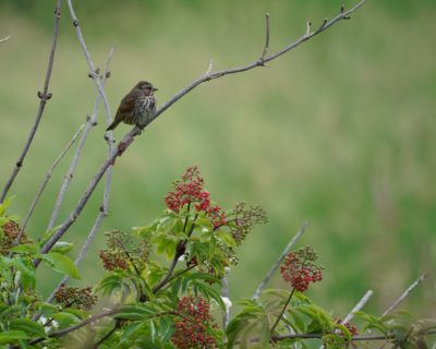 Song Sparrow sitting on the branch of a low tree, above a bush, looking out