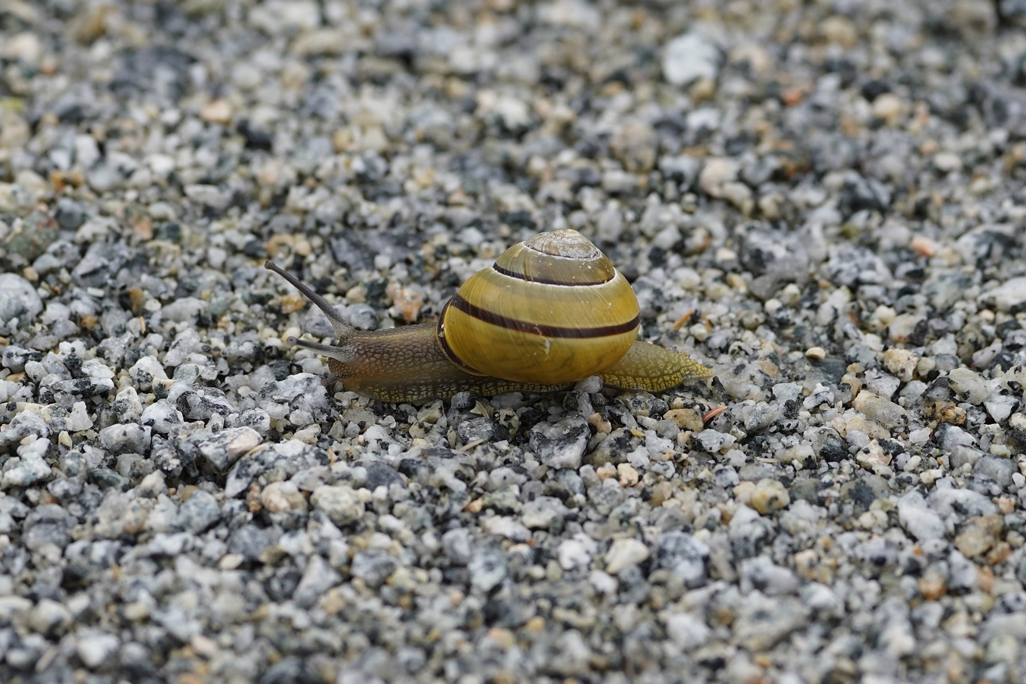 A snail on the gravelly trail