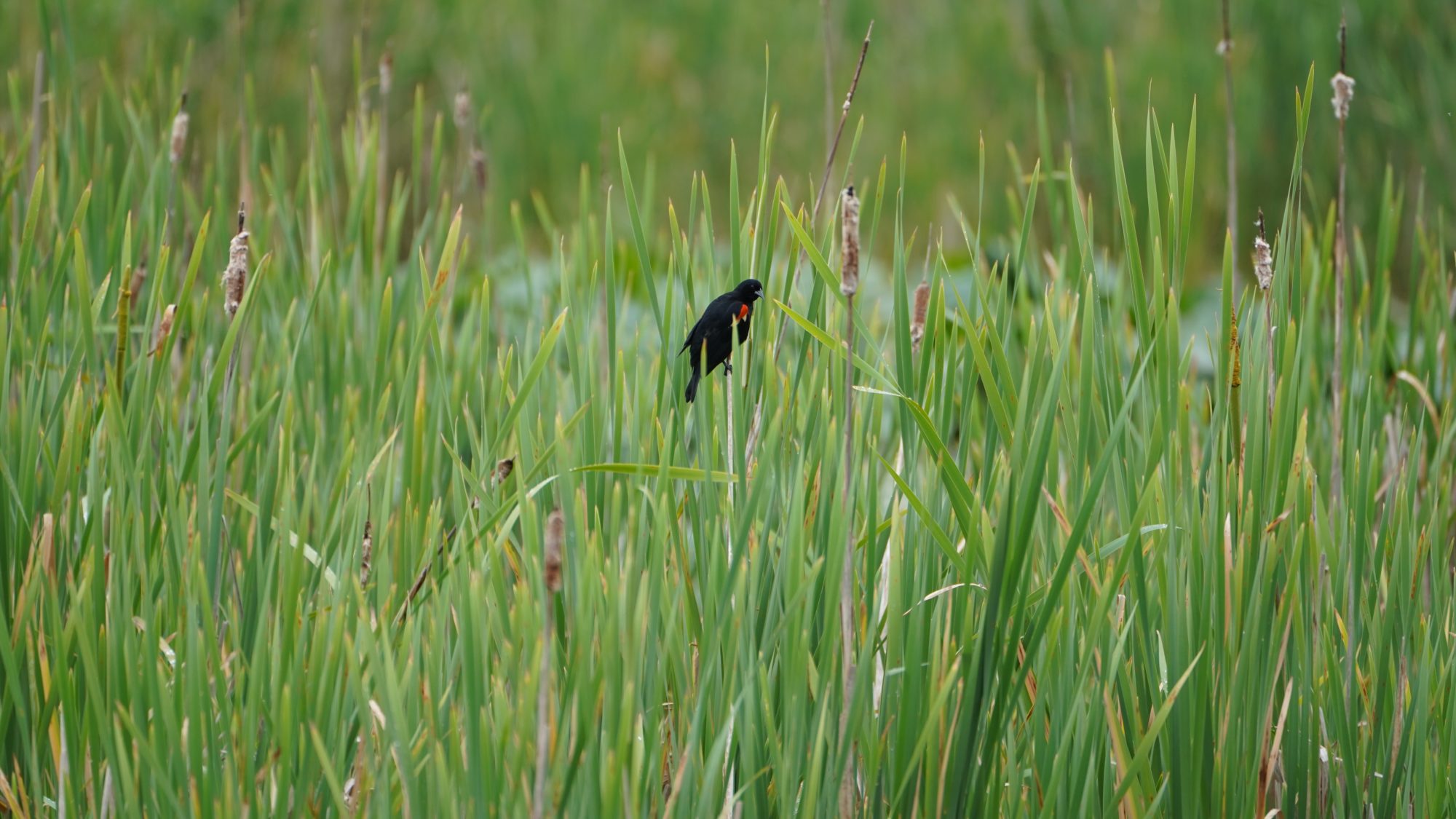 Red-winged Blackbird amongst green marsh reeds