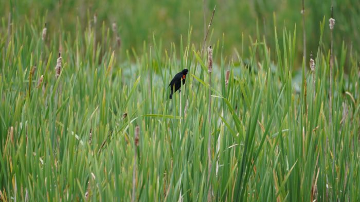 Red-winged Blackbird amongst green marsh reeds