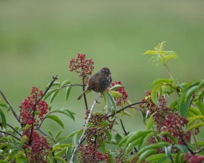 Song Sparrow in a bush full of tiny red berries