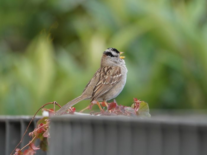 A White-crowned Sparrow standing on a railing, and singing