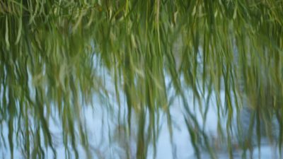 Reflection of green reeds in a pond