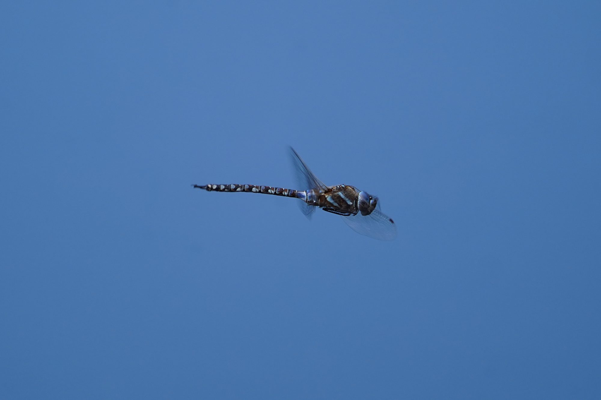 A Mosaic Darner dragonfly in flight