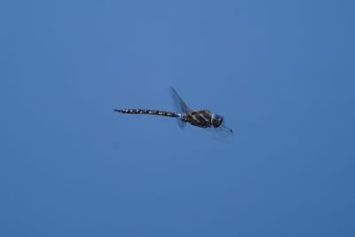 A Mosaic Darner dragonfly in flight