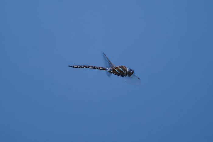 A Mosaic Darner dragonfly in flight