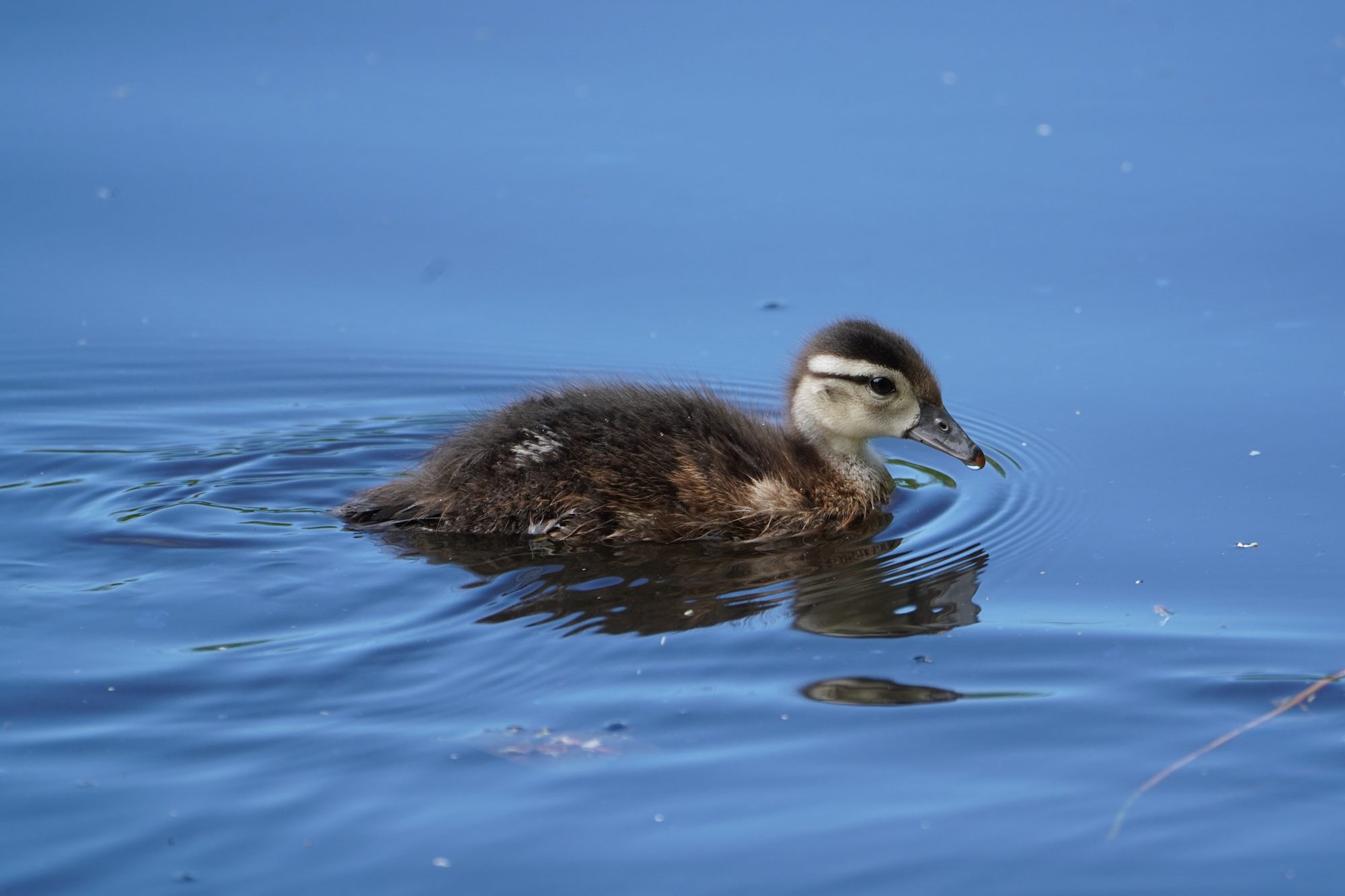 A Wood duckling swimming along