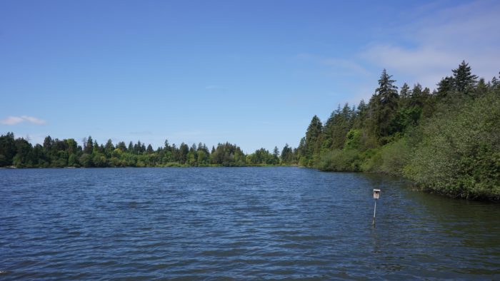 A view of Lost Lagoon, with a bird box in the water to one side