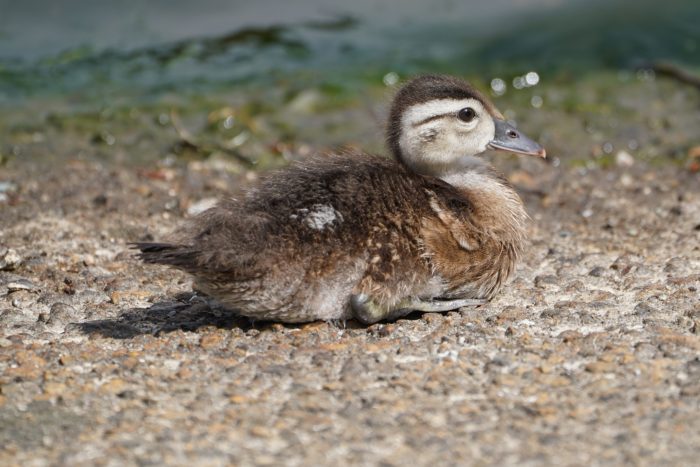 Wood duckling sitting on the ground