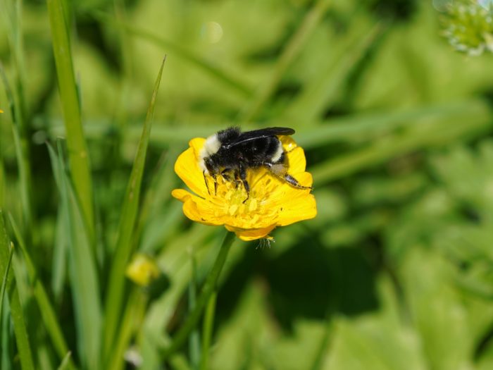 Bumblebee on a buttercup