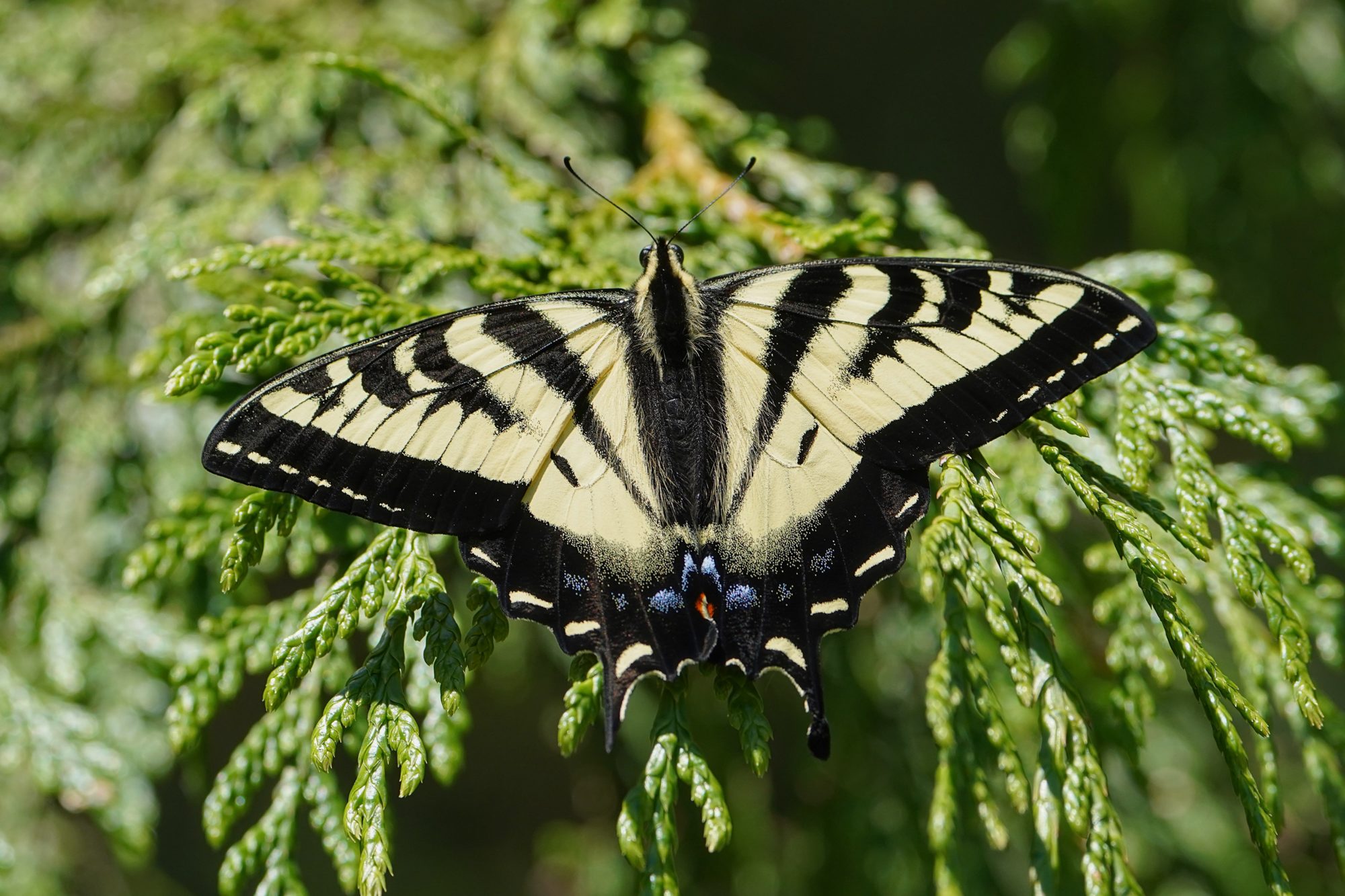 Tiger Swallowtail butterfly resting on a fir branch