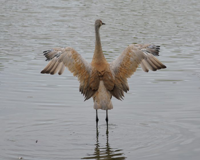 Sandhill Crane ankle-deep in water, facing away from me, and stretching its wings a bit