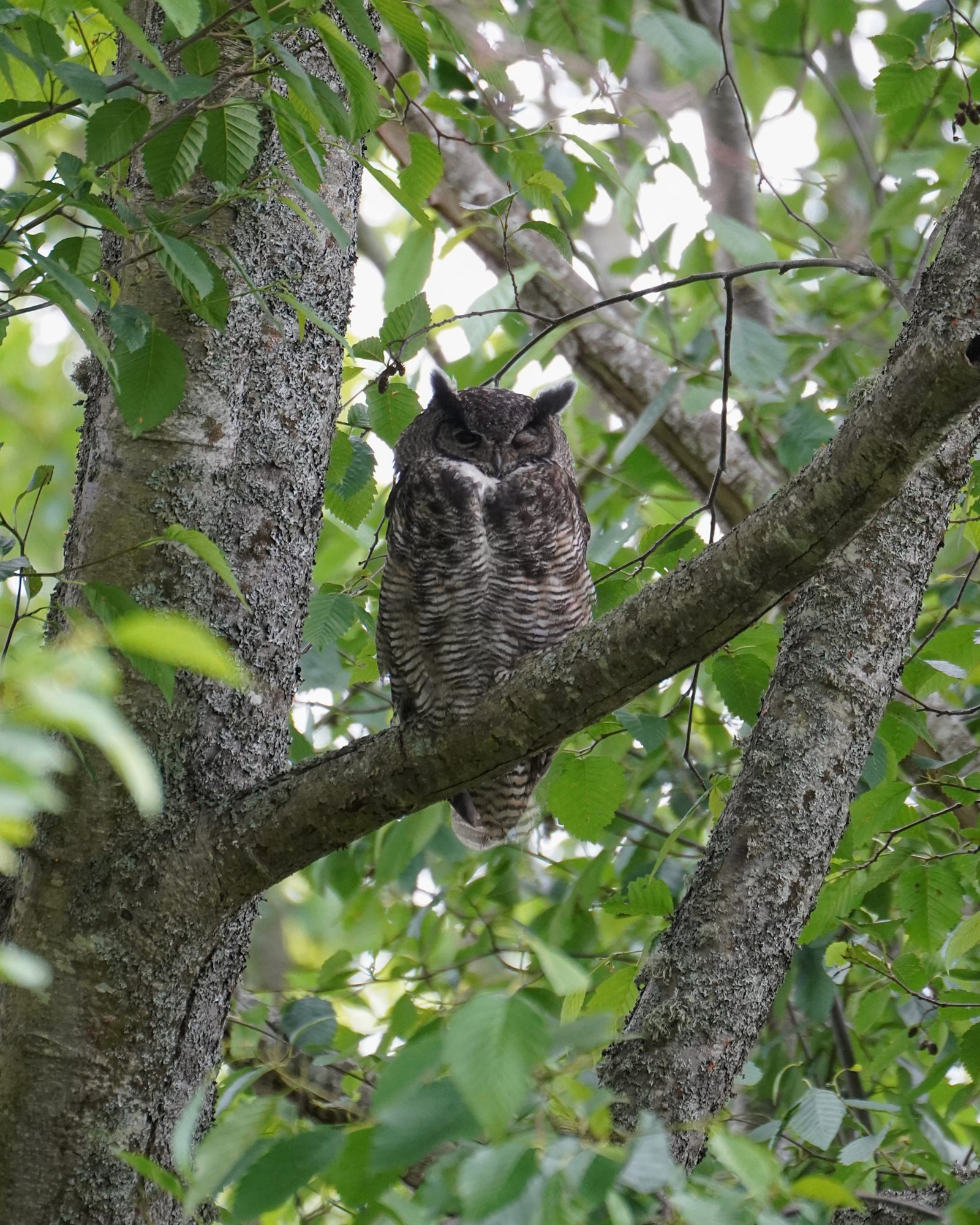 A Great Horned Owl up in a tree, with one eye open