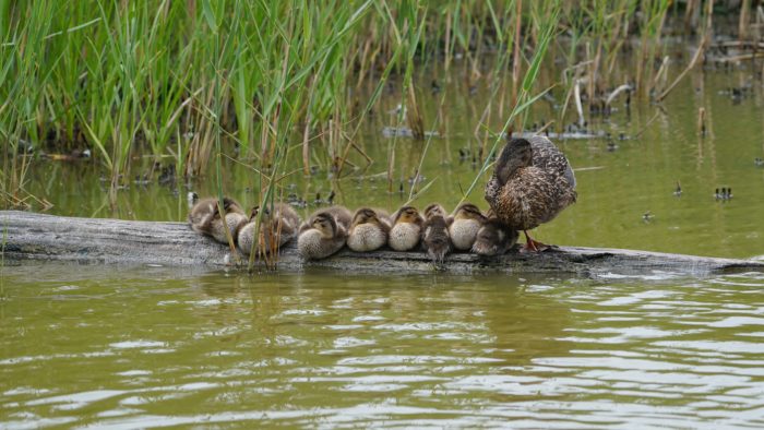 A Mallard mother and half a dozen ducklings napping on a log in the water