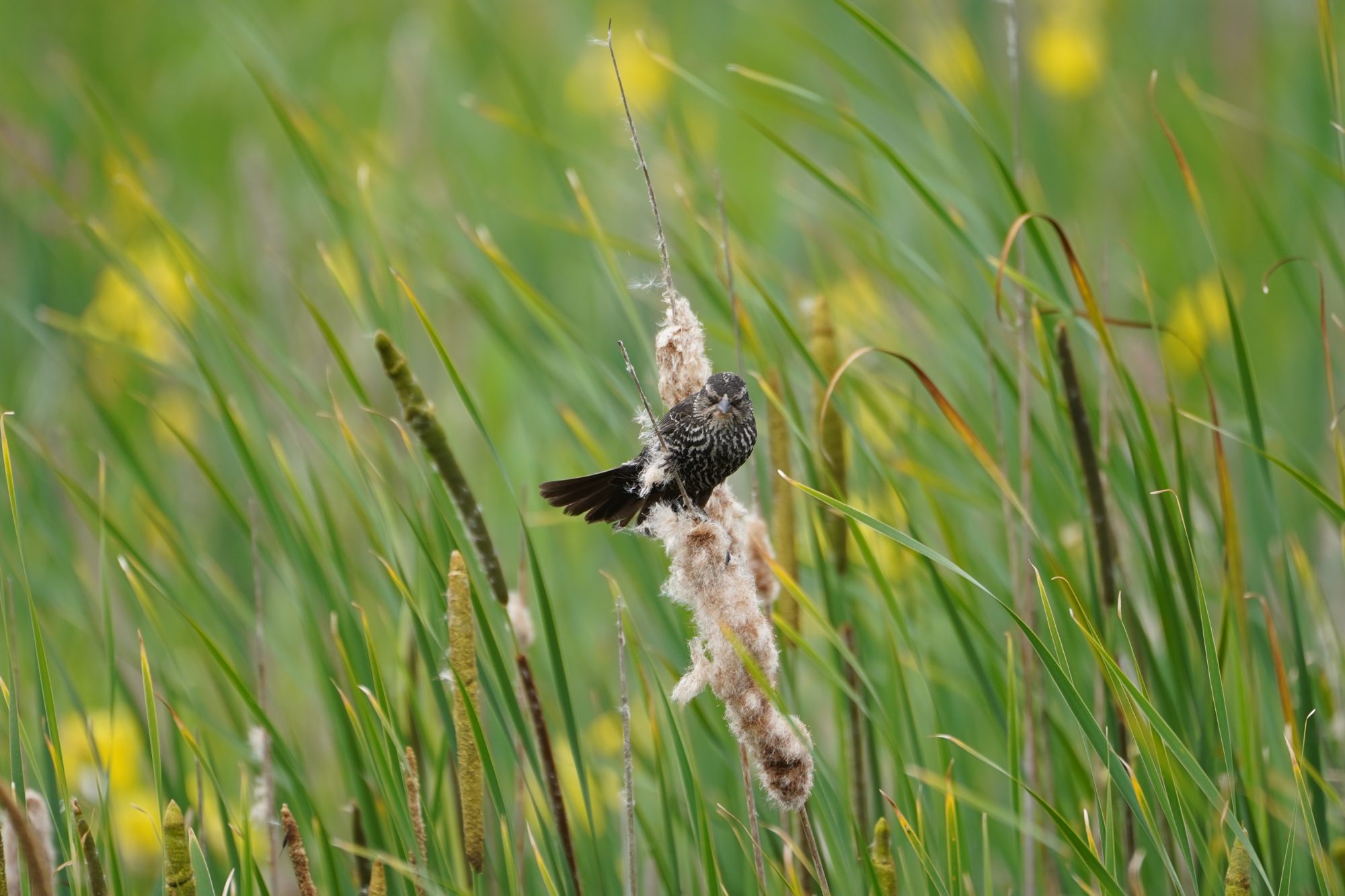 A female Red-winged Blackbird on a cattail, picking out fluff for her nest. Reeds in the background are bending a bit in the wind