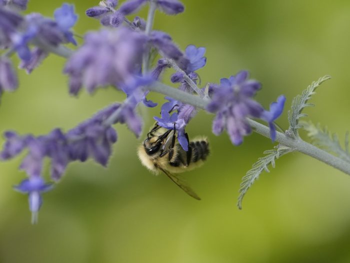 A bumblebee pollinating some lavender flowers