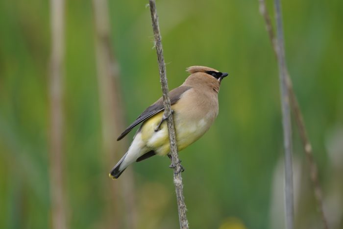 A Cedar Waxwing clinging to a vertical reed, craning its neck to look to one side